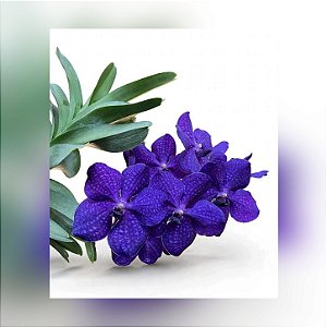 Vanda Pachara Delight