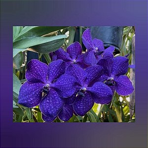 Vanda Pachara Delight