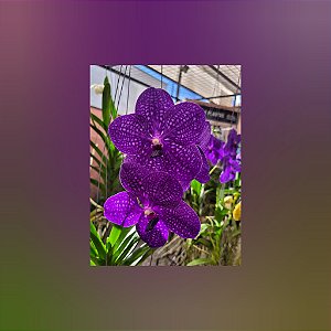 Vanda Pachara Delight C/Haste