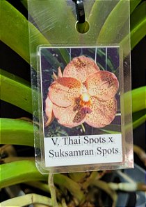Vanda Thai Spots X Suksamran Spots ( Orange)