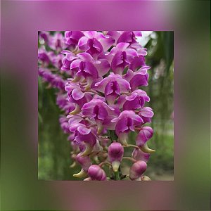 Aerides Lawrencea