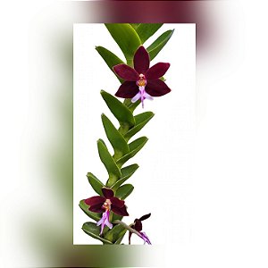 Trichoglottis Atroperpurea