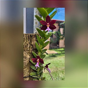 Trichoglottis Atroperpurea