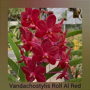 Vanda Roll All Red