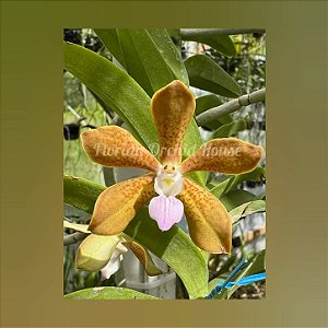 Vanda Tessellata x Trichoglottis Brachiata