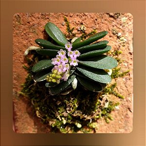 Schoenorchis Fragrans (Micro)