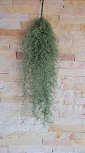 Tillandsia usneoides- Barba de Velho (Maço médio)