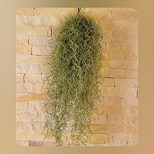 Tillandsia usneoides- Barba de Velho (Maço Médio)