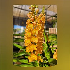 Vandachostylis Ladda Gold ( Mini Vanda)