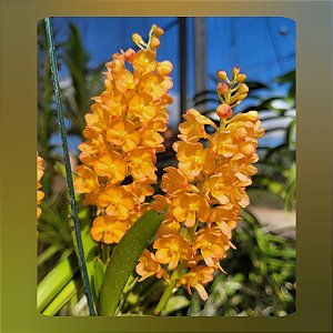 Vandachostylis Ladda Gold ( Mini Vanda)