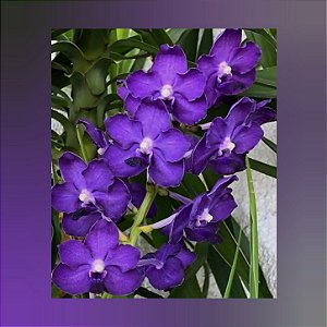 Vanda Ploenpit Blue