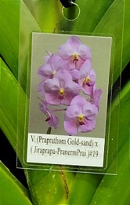 Vanda (Praprathom Gold-sand) x (Jiraprapa-PranermPrai) #19