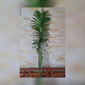 Orquídea Vanda Touceira Nr°31