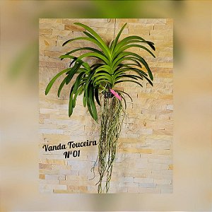 Orquídea Vanda Touceira Nr. #01