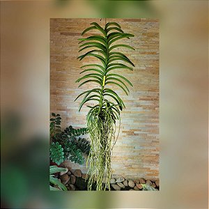 Orquídea Vanda Touceira Nr°30