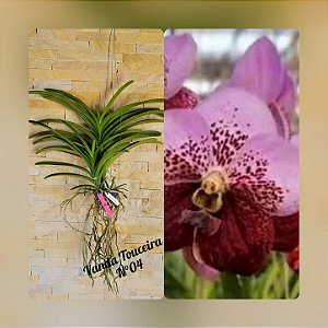 Orquídea Vanda Touceira Nr. #04