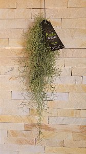 Tillandsia Usneoides-Barba de Velho (Maço pequeno)