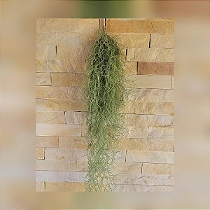 Tillandsia Usneoides-Barba de Velho