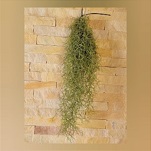 Tillandsia Usneoides-Barba de Velho (Maço pequeno)