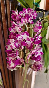 Muda de Rhynchostylis Gigantea Big Spot