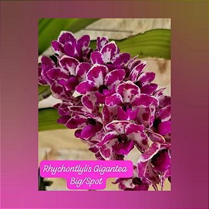 Muda de Rhynchostylis Gigantea Big Spot