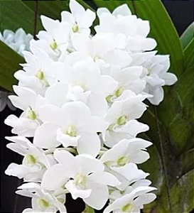 Muda Rhynchostylis Gigantea Alba