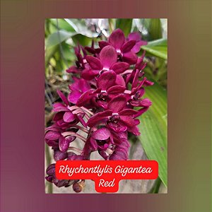 Muda Rhynchostylis Gigantea Red