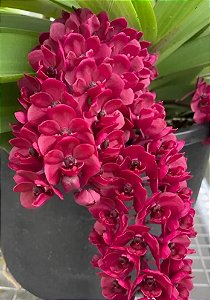 Muda Rhynchostylis Gigantea Red