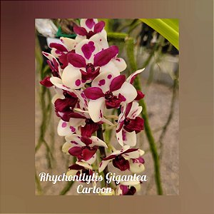 Muda de Rhynchostylis Gigantea Cartoon