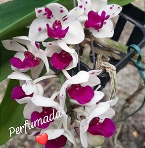 Muda de Rhynchostylis Gigantea Cartoon