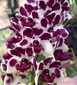 Muda de Rhynchostylis Gigantea Cartoon