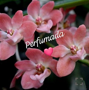 Muda de Rhynchostylis Gigantea Peach