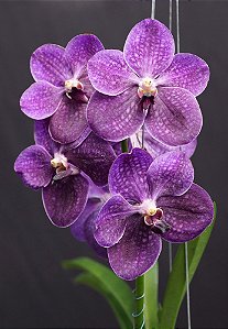 Vanda Gordon Dillon "Yo" X Wirat X Dr. Anek( Pré adulta) C/haste