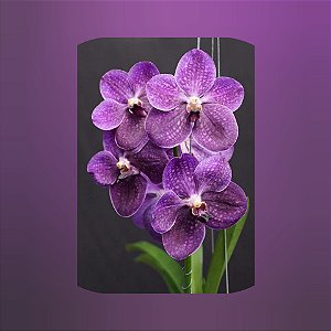 Vanda Gordon Dillon "Yo" X Wirat X Dr. Anek( Pré adulta) C/haste
