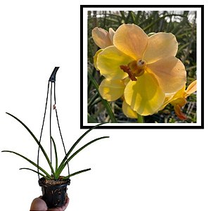 Muda de Vanda M.L Velthuis X Kultana Gold