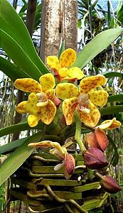 Vandopsis Gigantea