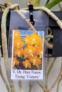 Vanda Dr Han Tiauw Tjong "Canary" ( C/Avarias)