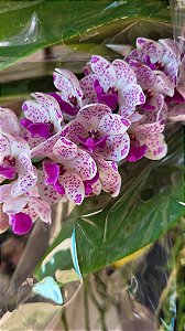 Muda de Rhynchostylis Gigantea Spot