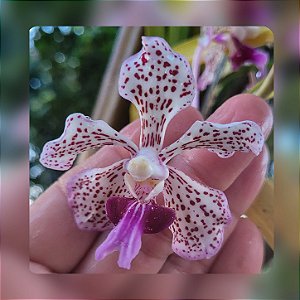 Muda de Vanda Tricolor Suavis (Mudas de 3anos)