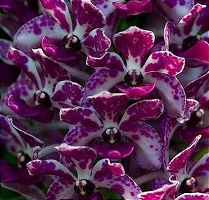 Muda de Rhynchostylis Gigantea Purple Blue