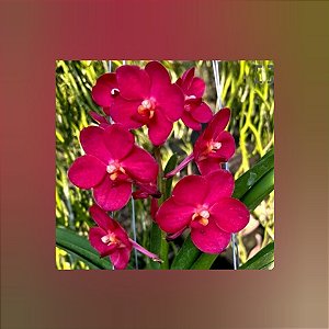 Vanda Haad Songkhia x Red Devil