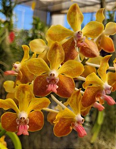 Vanda Lamellata x M.V. Tanis