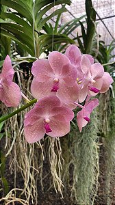 Vanda Prapathom Gold x Coerulea, Pink Clone