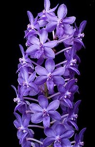 Rhynchodenia Magic Wand Blue Clone( Com pequenas avarias)