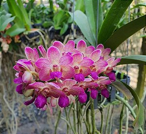 Wuttiphanara Manoonya Soft ´Orange Pink Lips`