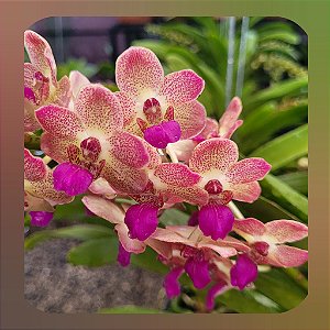 Wuttiphanara Manoonya´Orange Fancy Pink Lip