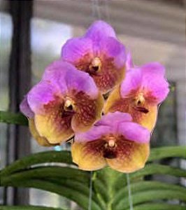 Vanda Pimsai x Taveesuksa PCH Mr Pairat