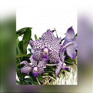 Pda. Omar Padron `Indigo Blue Spots`