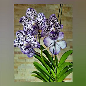 Pda. Omar Padron `Indigo Blue Spots`