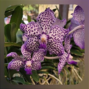 Pda. Omar Padron `Indigo Blue Spots`
